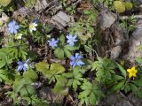 Hepatica nobilis. Цветущие растения, рядом ветреница дубравная (слева) и лютиковая (справа). Ленинградская обл., Волховский р-н,, окр. Хамонтово, левый берег р. Лынна в 3 км от устья. 26.04.2014.