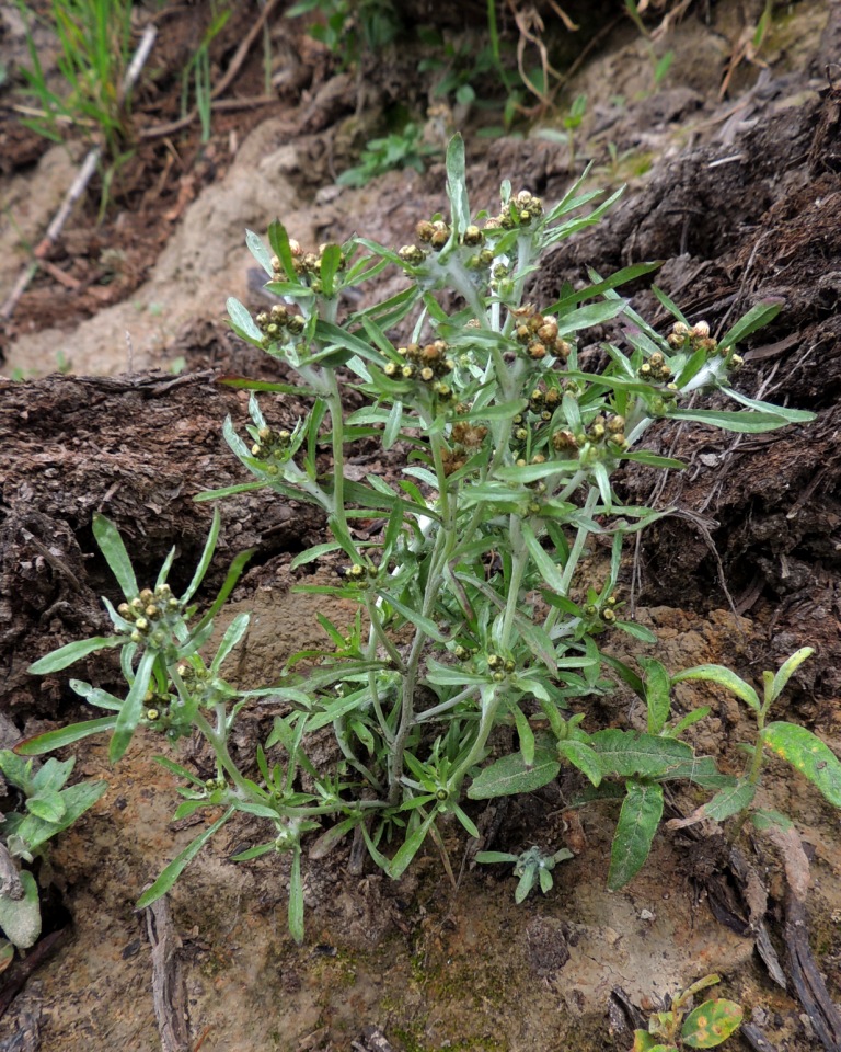 Изображение особи Gnaphalium pilulare.