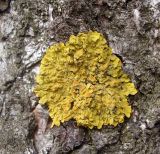 Xanthoria parietina. Таллом с апотециями на коре берёзы. Республика Марий Эл, г. Йошкар-Ола. Май 2006 г.