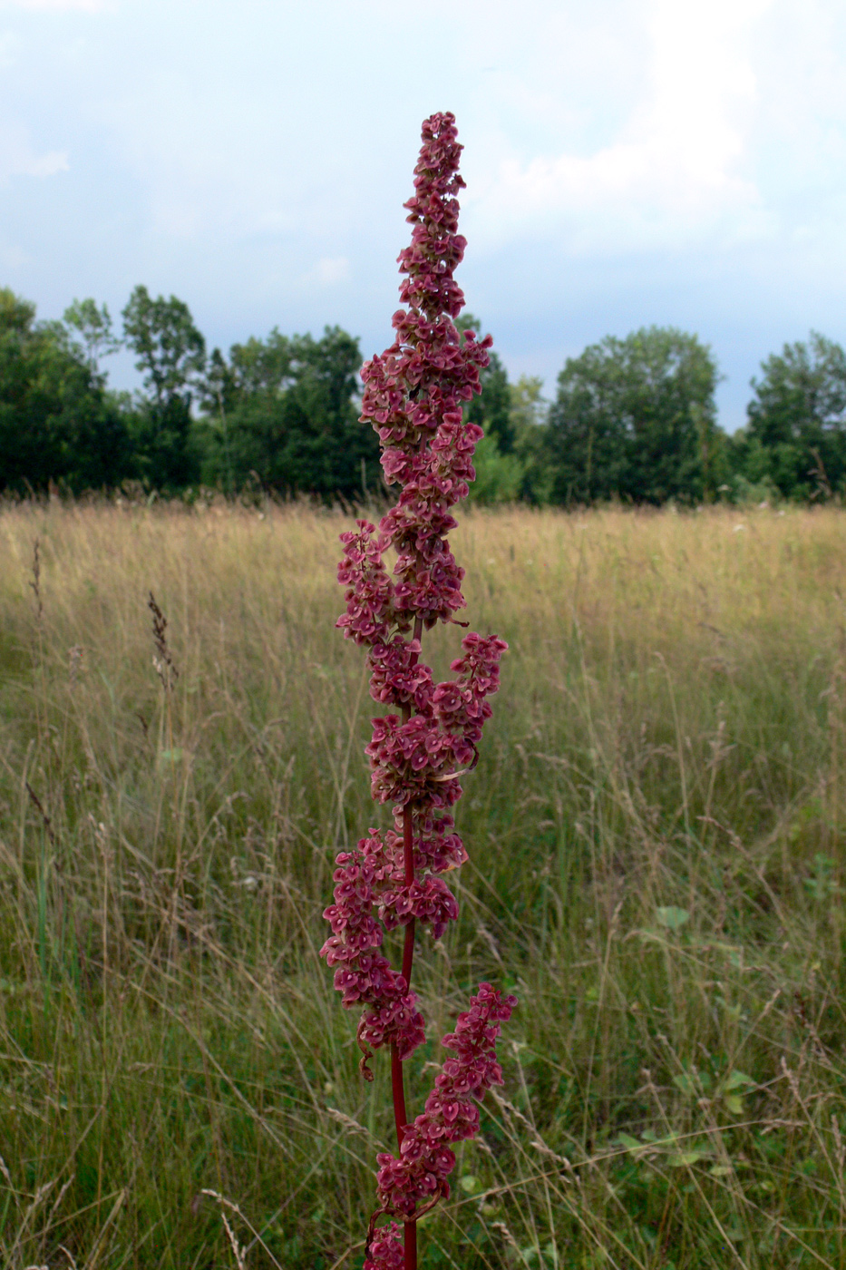 Изображение особи Rumex crispus.