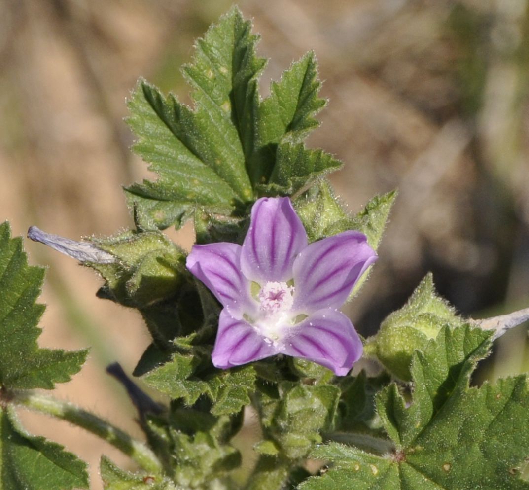 Изображение особи Malva nicaeensis.