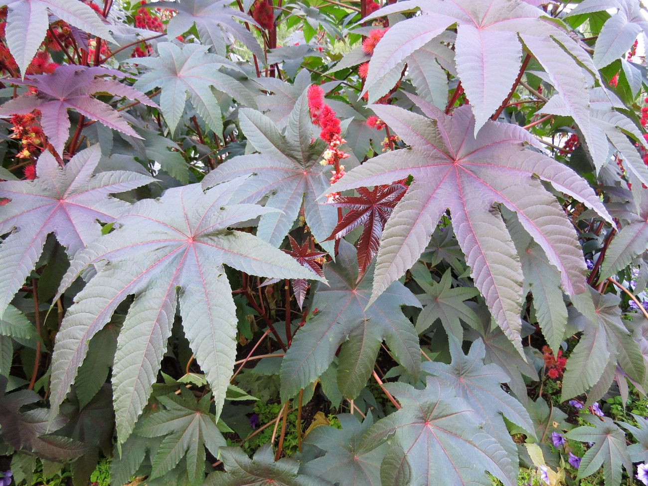 Изображение особи Ricinus communis.