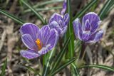 Crocus vernus