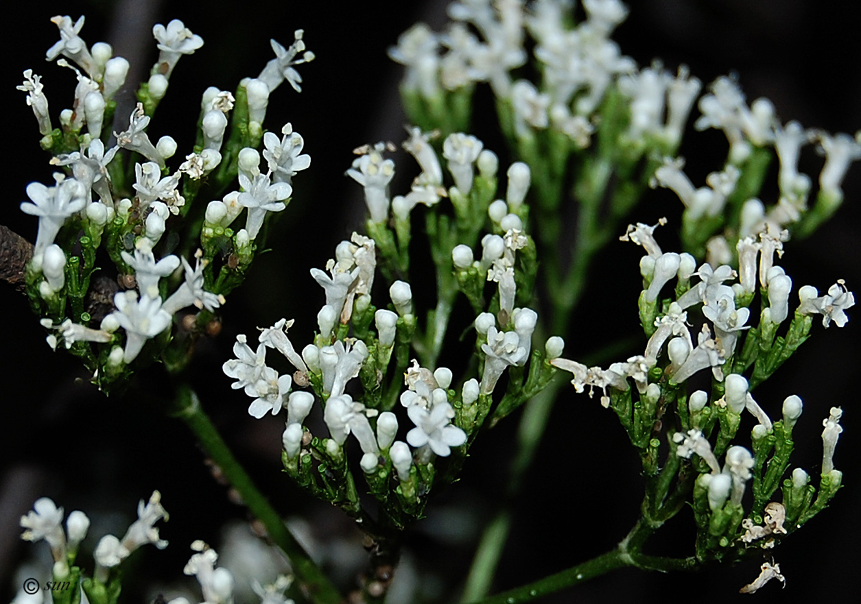 Изображение особи Valeriana officinalis.