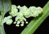 Chenopodium bryoniifolium