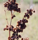 Rumex patientia subspecies orientalis. Часть соплодия. Крым, Бахчисарайский р-н, окр. сел. Тенистое, обочина дороги. 14.08.2017.