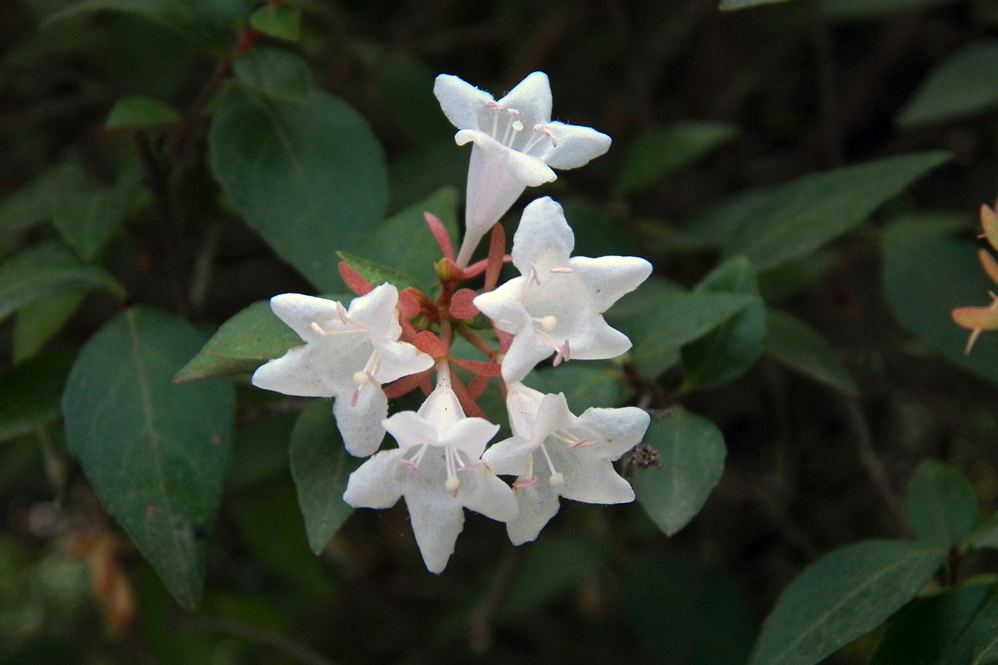 Image of Abelia &times; grandiflora specimen.