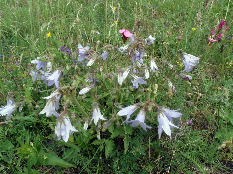 Изображение особи род Campanula.