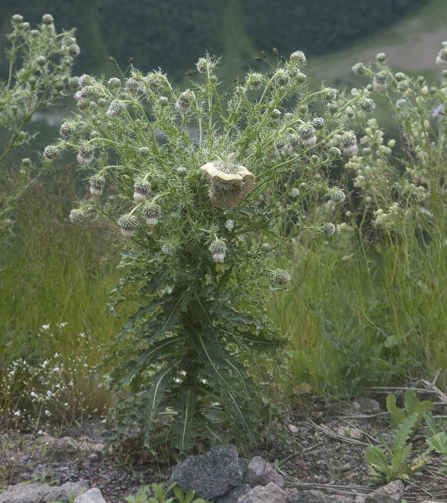 Изображение особи Cirsium echinus.