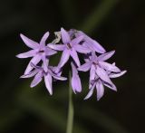 Tulbaghia violacea. Соцветие. Израиль, Шарон, г. Герцлия, парк, в культуре. 17.06.2017.