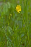 genus Ranunculus. Верхушка цветущего побега с цветком и бутоном. Башкортостан, Мелеузовский р-н, долина р. Нугуш, каньон Пятилистник, правый берег, в траве. 11 июня 2018 г.