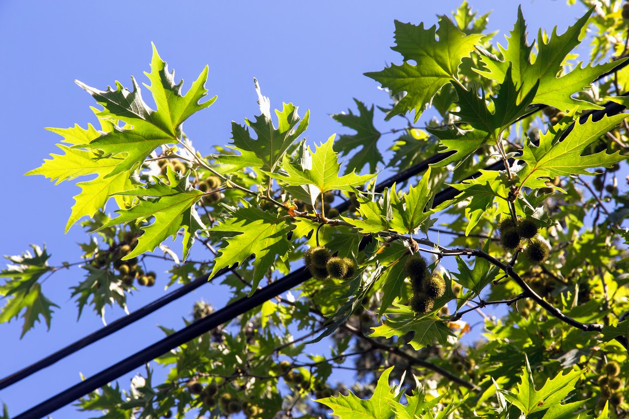 Изображение особи Platanus &times; acerifolia.