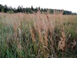 Calamagrostis epigeios