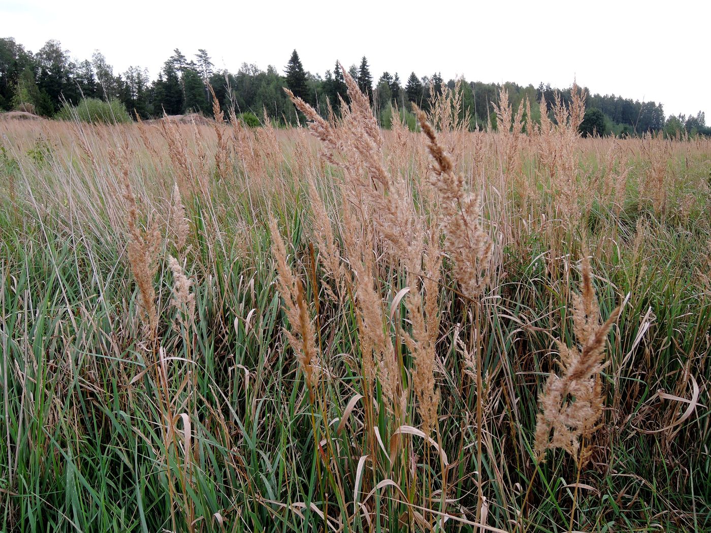 Изображение особи Calamagrostis epigeios.