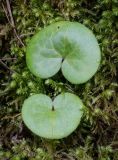 Asarum europaeum