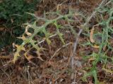 Echinops spinosissimus подвид bithynicus