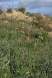 Camelina rumelica