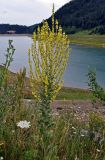 род Verbascum