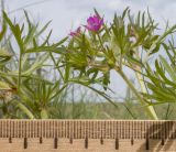 Geranium dissectum