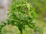 Dryopteris expansa