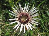 Carlina cirsioides