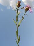 Centaurea jacea