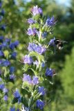 Echium vulgare