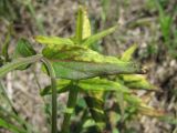 Melampyrum pratense. Аномальный лист. Краснодарский край, Абинский р-н, окр. пос. Синегорск, луг. 26.05.2020.