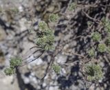 Artemisia frigida