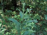 Centaurea pseudophrygia. Верхние части зацветающих растений. Ульяновск, Заволжский р-н, опушка широколиственного леса с кустарниковыми зарослями. 06.07.2021.