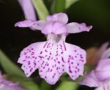 Dactylorhiza saccifera. Цветок. Дагестан, Курахский р-н, окр. с. Штул, заросли кустарников в пойме реки. 27 июня 2021 г.