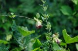 Codonopsis lanceolata. Часть побега с цветком. Приморье, Партизанский р-н, мыс Клыкова, опушка широколиственного леса. 30.07.2021.