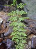 Asplenium incisum. Часть вайи с сорусами (вид на абаксиальную поверхность). Амурская обл., Архаринский р-н, окр. дер. Урил, отроги Малого Хингана, каменистый склон. 22.05.2022.