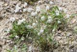 Dianthus tianschanicus