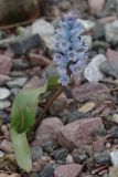 Hyacinthella nervosa