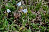 Cerastium purpurascens. Верхушка побега с цветком и бутонами. Дагестан, Гунибский р-н, природный парк \"Верхний Гуниб\", ≈ 1800 м н.у.м., субальпийский луг. 03.05.2022.