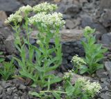 Cardaria draba. Цветущие растения. Крым, Кутлакская бухта. 05.05.2011.