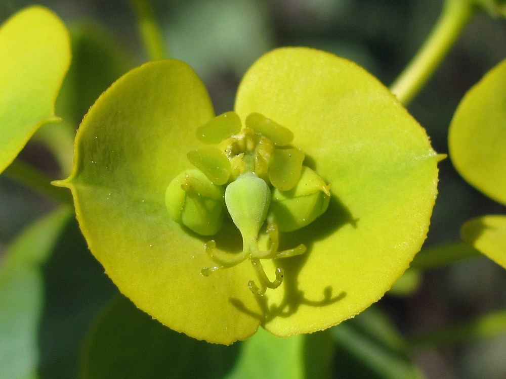Изображение особи Euphorbia glareosa.