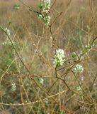 Melilotus tauricus. Цветущее и плодоносящее соцветие. Зап. Крым, г. Саки, берег оз. Сакское в р-не санатория \"Полтава\". 31.08.2011.