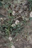 Cynanchum sibiricum. Побег с соцветиями. Южный Казахстан, правобережье Сыр-Дарьи выше устья Арыси. 28.05.2012.