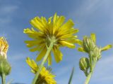 Crepis tectorum