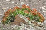 Euphorbia rigida. Цветущее растение. Южный берег Крыма, окр. пос. Гурзуф, Артек. 26.04.2014.