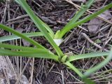 Colchicum stevenii