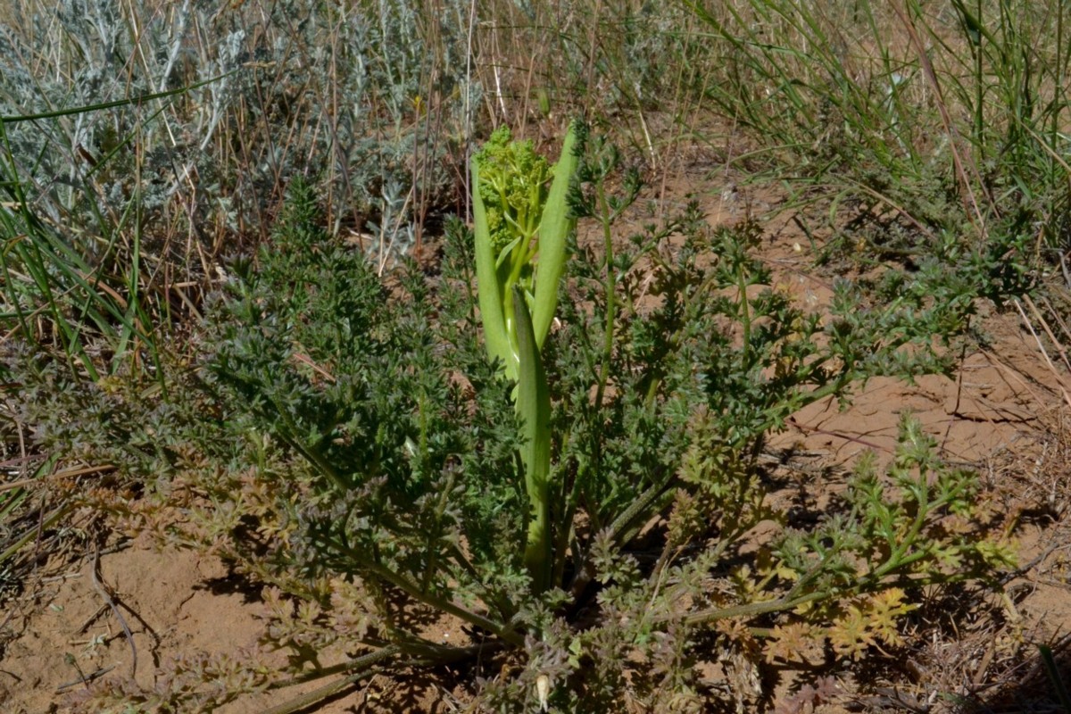 Изображение особи Ferula caspica.