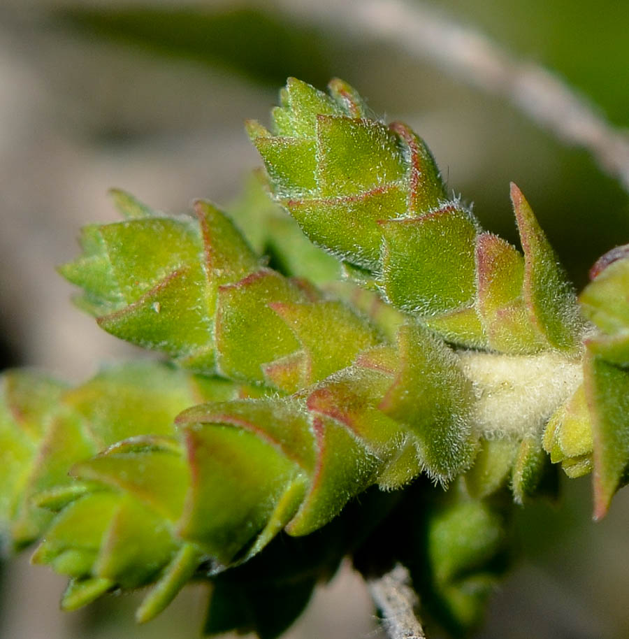 Изображение особи Melaleuca cardiophylla.