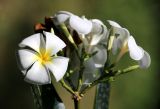 Plumeria obtusa. Соцветие. Таиланд, о. Пхукет. 07.01.2014.