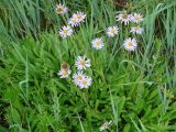 Aster tataricus