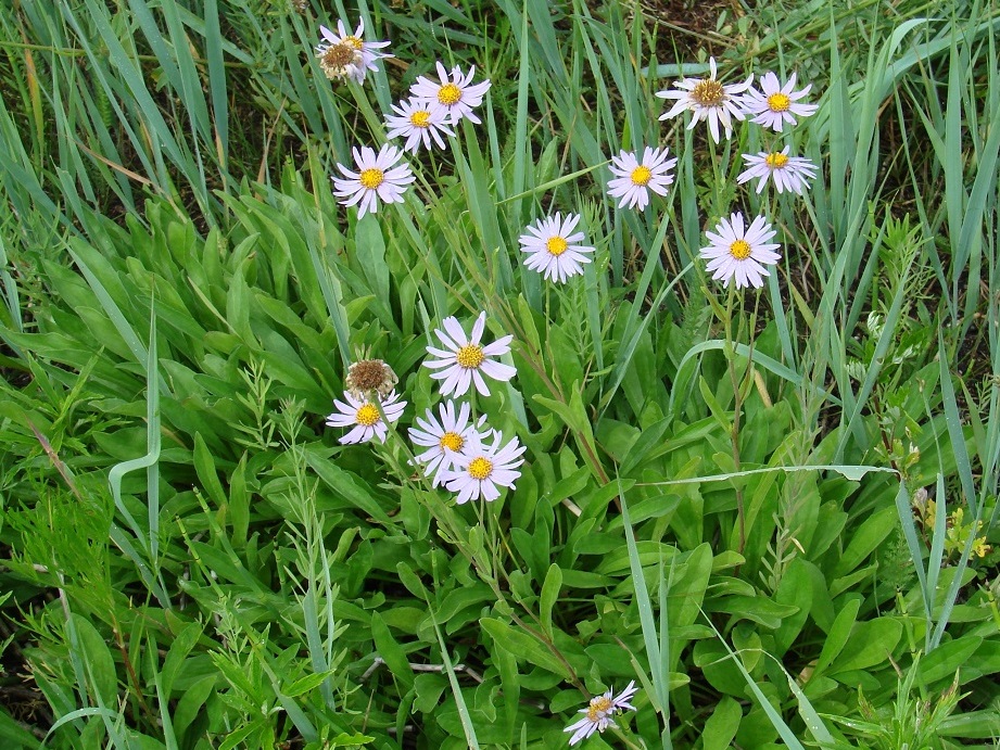 Изображение особи Aster tataricus.