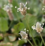 Plantago lagopus