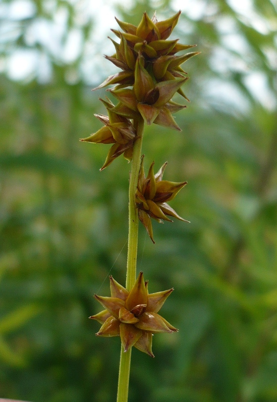 Изображение особи Carex muricata.